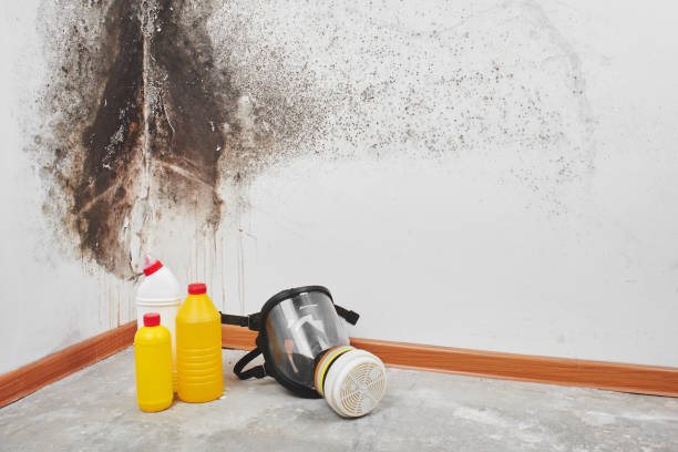 Best Attic Mold Removal  in Romeovle, IL