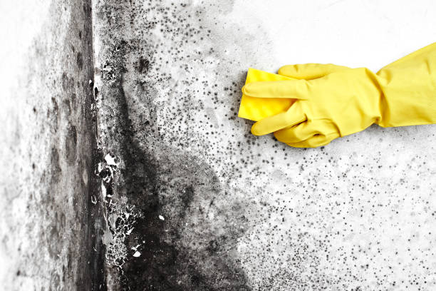 Mold Testing and Removal in Romeoville, IL