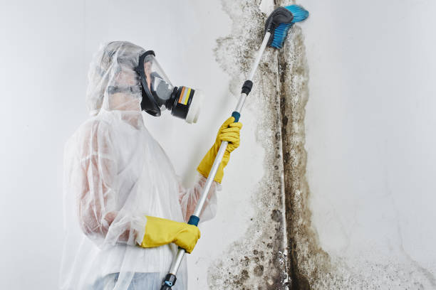 Best Commercial Mold Removal  in Romeovle, IL