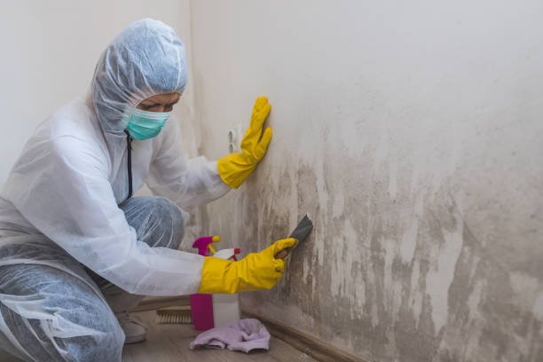 Trusted Romeoville, IL Mold Removal Experts