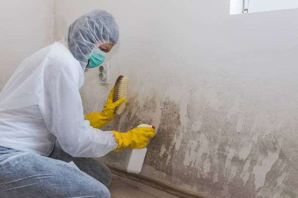 Best Mold Remediation Experts  in Romeovle, IL