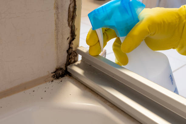 Best Mold Testing  in Romeovle, IL