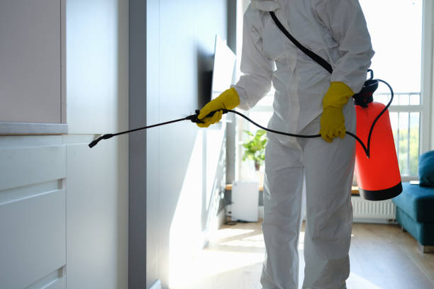Best Black Mold Removal  in Romeovle, IL