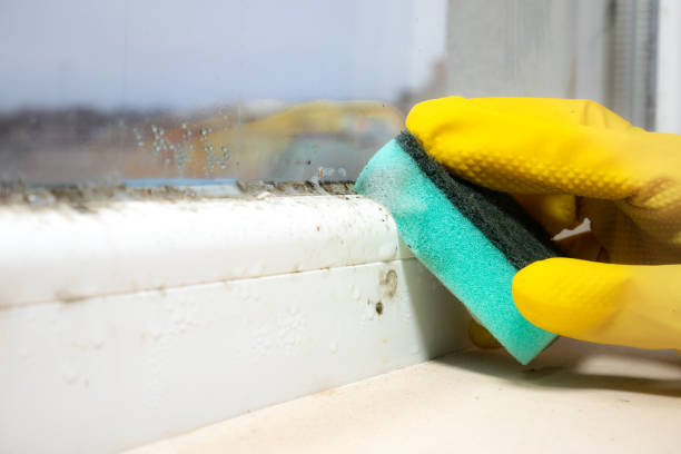 Best Residential Mold Removal  in Romeovle, IL