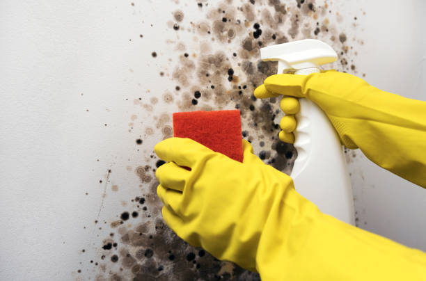 Best Toxic Mold Removal  in Romeovle, IL