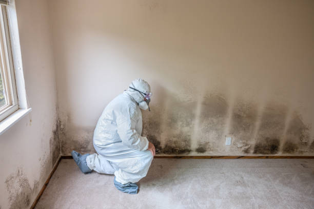 Best Mold Cleaning Services  in Romeovle, IL