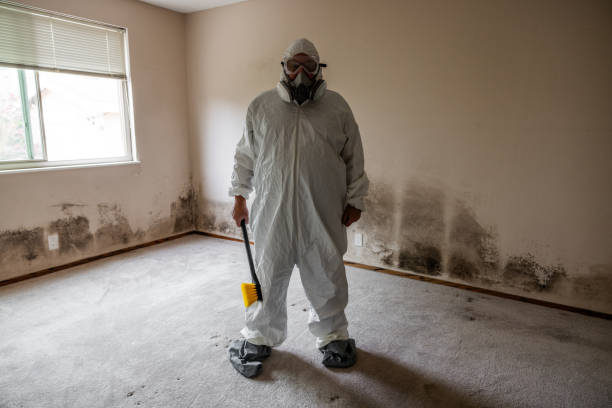 Crawl Space Mold Removal in Romeoville, IL