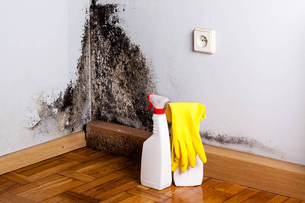 Best Certified Mold Removal  in Romeovle, IL
