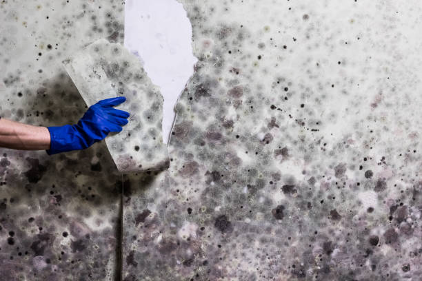 Best Professional Mold Removal  in Romeovle, IL
