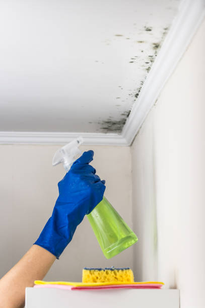 Best Certified Mold Removal  in Romeovle, IL